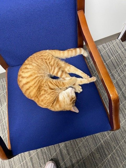 Subject specimen - Unidentified feline